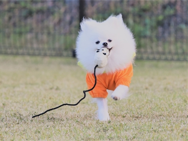 ハロウィンに走ろう_d0360206_22235109.jpg