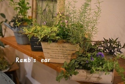 寄せ植えの販売 Ramb S Ear ﾗﾑｽﾞｲﾔｰ
