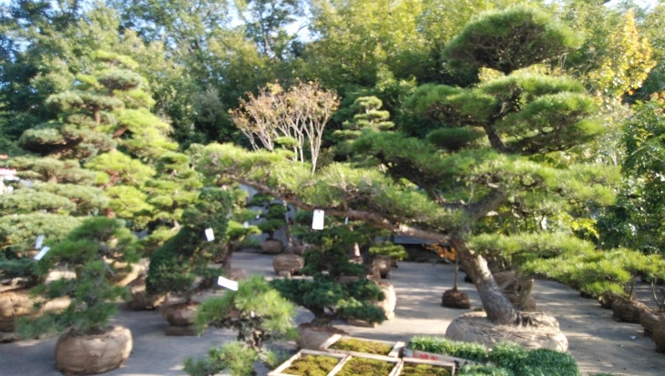 今治 秋の植木祭 10 31 徳ちゃん便り