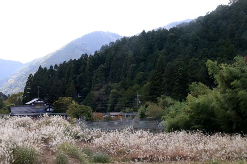 秋を満喫　大原から古知谷へ_e0048413_20121152.jpg