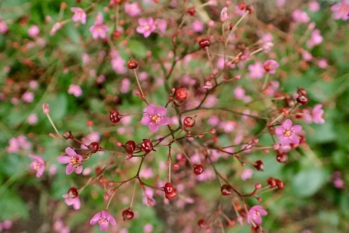 鮮やかな赤い実をつけるピンク色の小花 ハゼラン 爆蘭 世話要らずの庭
