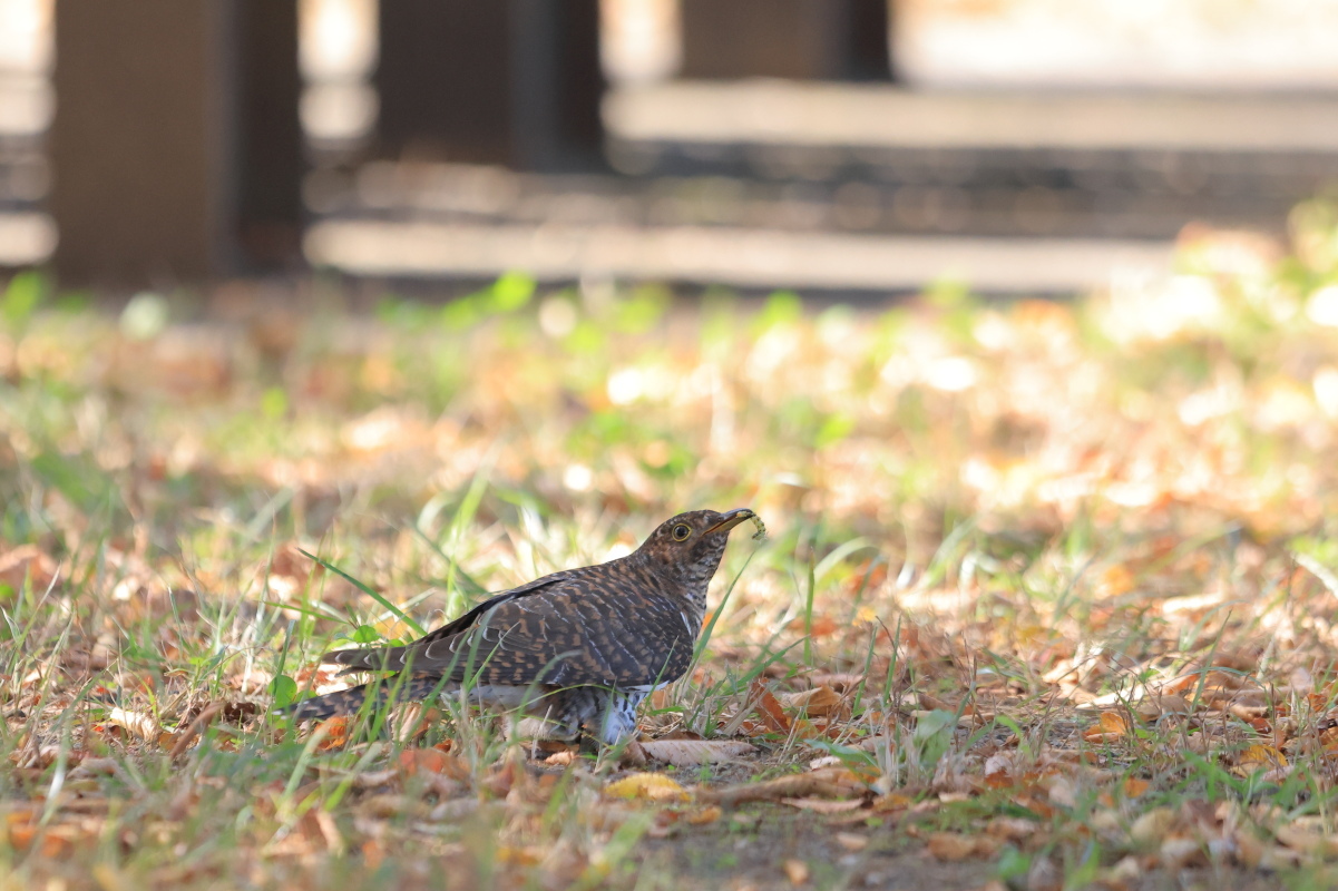 カッコウの幼鳥 ? ④ 右へ、右旋回、急上昇_f0369315_23144674.jpg