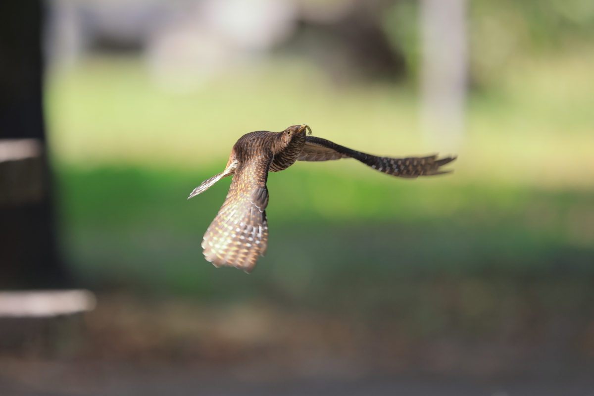 カッコウの幼鳥 ? ④ 右へ、右旋回、急上昇_f0369315_23144743.jpg
