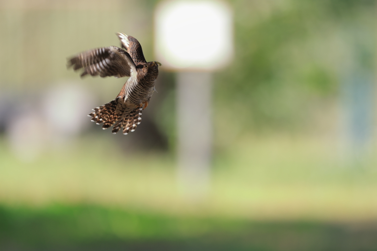カッコウの幼鳥 ? ④ 右へ、右旋回、急上昇_f0369315_23144766.jpg