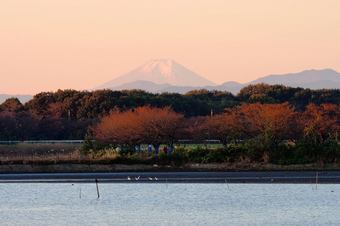 多々良沼はハイシーズンに♪　先ずは富士山を撮らなくっちゃ！♪_a0031821_11503072.jpg