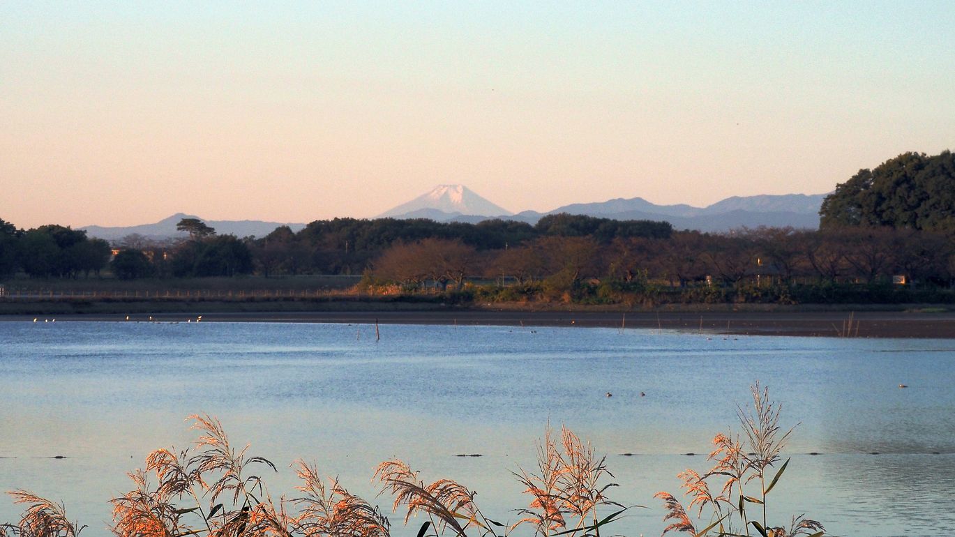 多々良沼はハイシーズンに♪　先ずは富士山を撮らなくっちゃ！♪_a0031821_11520608.jpg