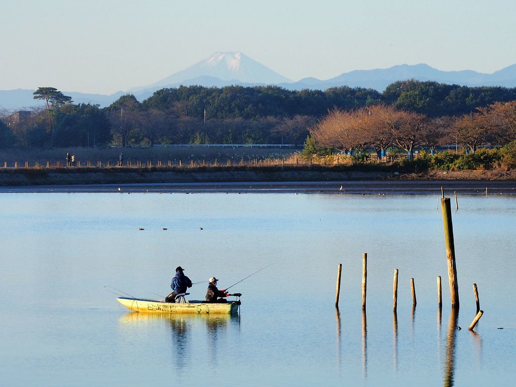 多々良沼はハイシーズンに♪ 先ずは富士山を撮らなくっちゃ!♪_a0031821_11533291.jpg