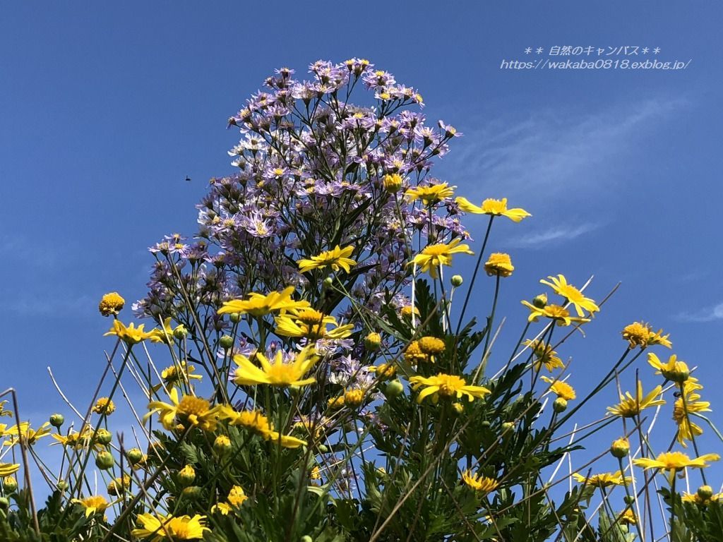 満月と満月草 シオンの花の別名 自然のキャンバス 満月と満月草 シオンの花の別名 自然のキャンバス