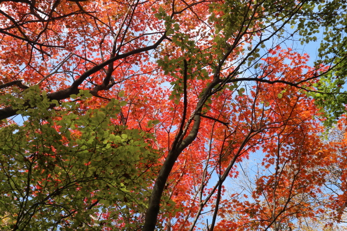鶴見岳＆南平台の紅葉を楽しむ！_e0272335_18442665.jpg
