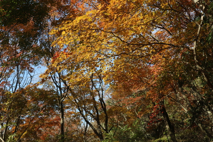 鶴見岳＆南平台の紅葉を楽しむ！_e0272335_19110453.jpg