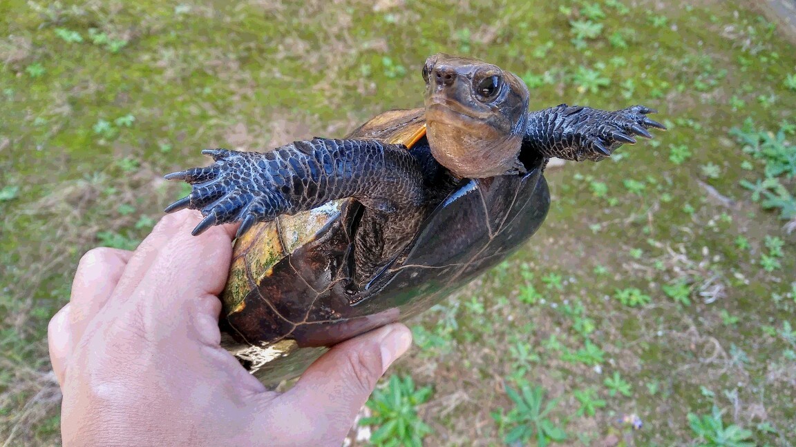 我が家のカメさん ワイルド ワイルド 我が家のカメさん ワイルド ワイルド