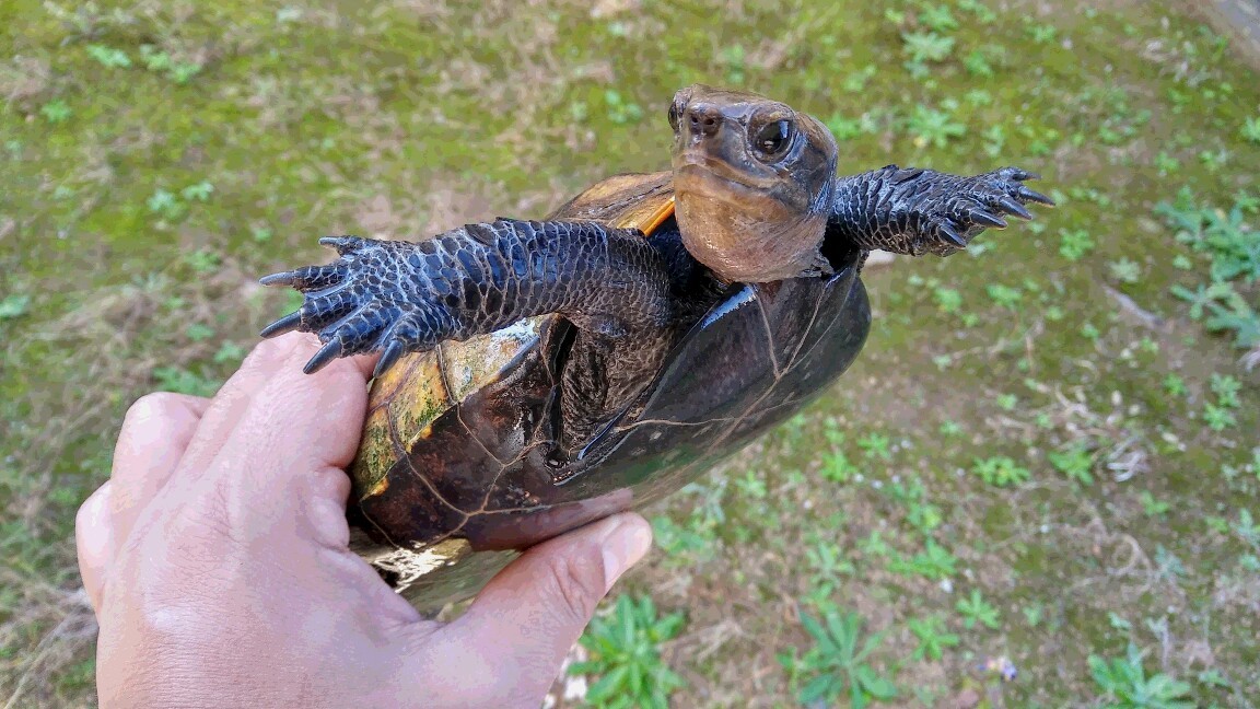 我が家のカメさん ワイルド ワイルド