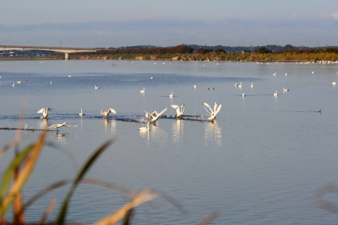 飛び立つ白鳥_e0403850_20241001.jpg