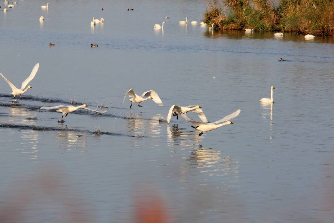 飛び立つ白鳥_e0403850_20241602.jpg