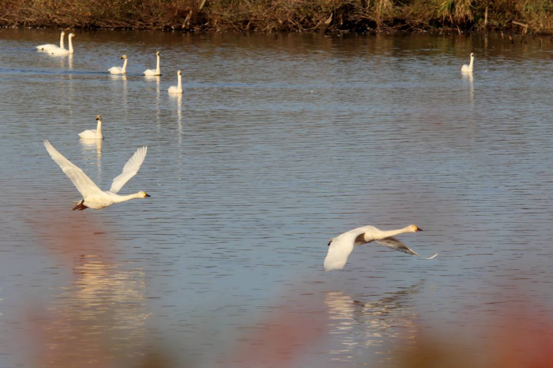飛び立つ白鳥_e0403850_20242055.jpg