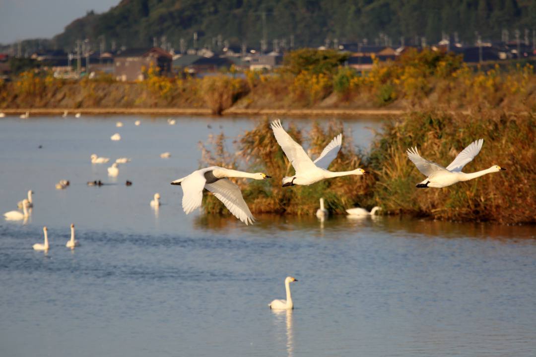 飛び立つ白鳥_e0403850_20242899.jpg