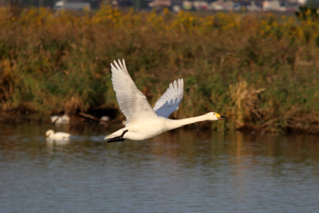 飛び立つ白鳥_e0403850_20243299.jpg