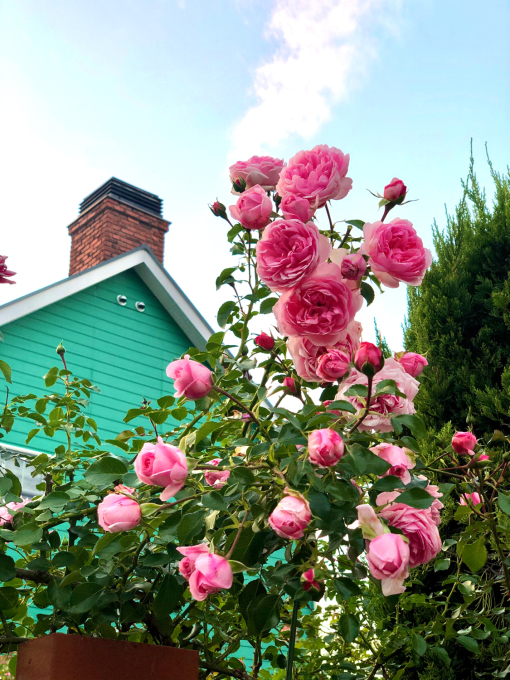 お迎えしたビオパンの紹介 と ホーム ガーデン 薪割りマコのバラの庭