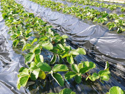 完熟紅ほっぺ 令和2年度も12月上旬からの出荷予定!定植後の様子を現地取材!_a0254656_14215777.jpg
