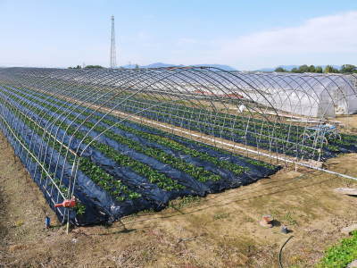 完熟紅ほっぺ 令和2年度も12月上旬からの出荷予定!定植後の様子を現地取材!_a0254656_14224010.jpg