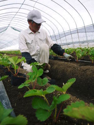 完熟紅ほっぺ 令和2年度も12月上旬からの出荷予定!定植後の様子を現地取材!_a0254656_14271511.jpg