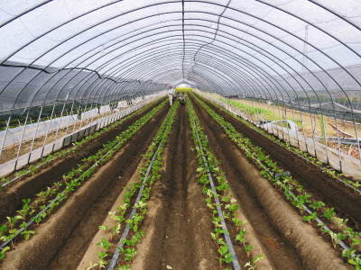 完熟紅ほっぺ 令和2年度も12月上旬からの出荷予定!定植後の様子を現地取材!_a0254656_14310131.jpg
