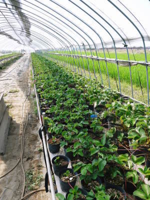 完熟紅ほっぺ 令和2年度も12月上旬からの出荷予定!定植後の様子を現地取材!_a0254656_14370989.jpg