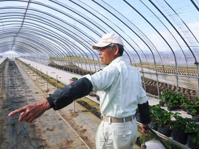 完熟紅ほっぺ 令和2年度も12月上旬からの出荷予定!定植後の様子を現地取材!_a0254656_14422072.jpg