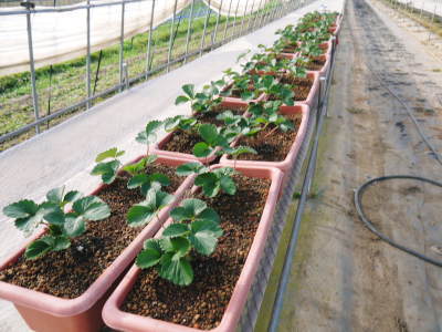完熟紅ほっぺ 令和2年度も12月上旬からの出荷予定!定植後の様子を現地取材!_a0254656_14434835.jpg