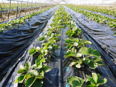 完熟紅ほっぺ 令和2年度も12月上旬からの出荷予定!定植後の様子を現地取材!_a0254656_14502136.jpg