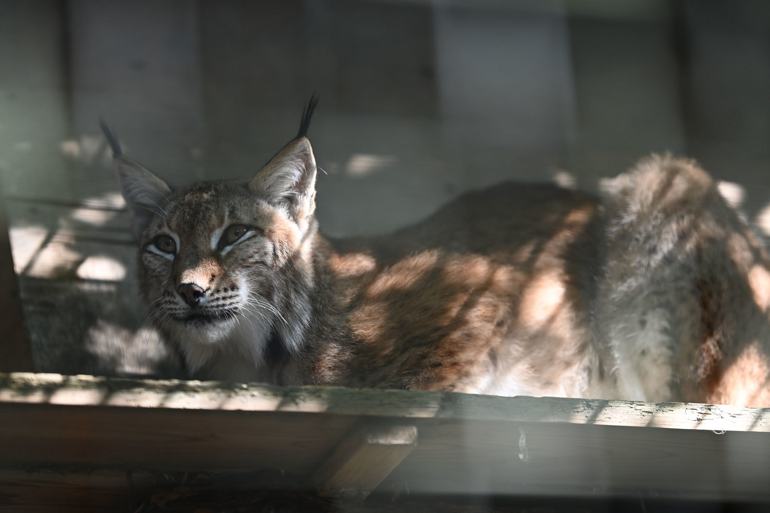 シベリアオオヤマネコ 動物園へ行こう シベリアオオヤマネコ 動物園へ行こう