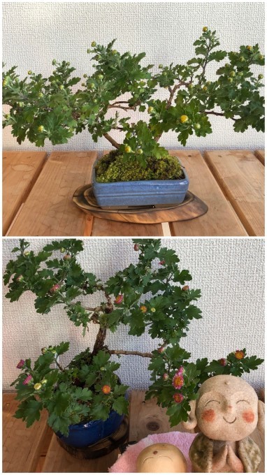 お花_b0328361_09555463.jpg