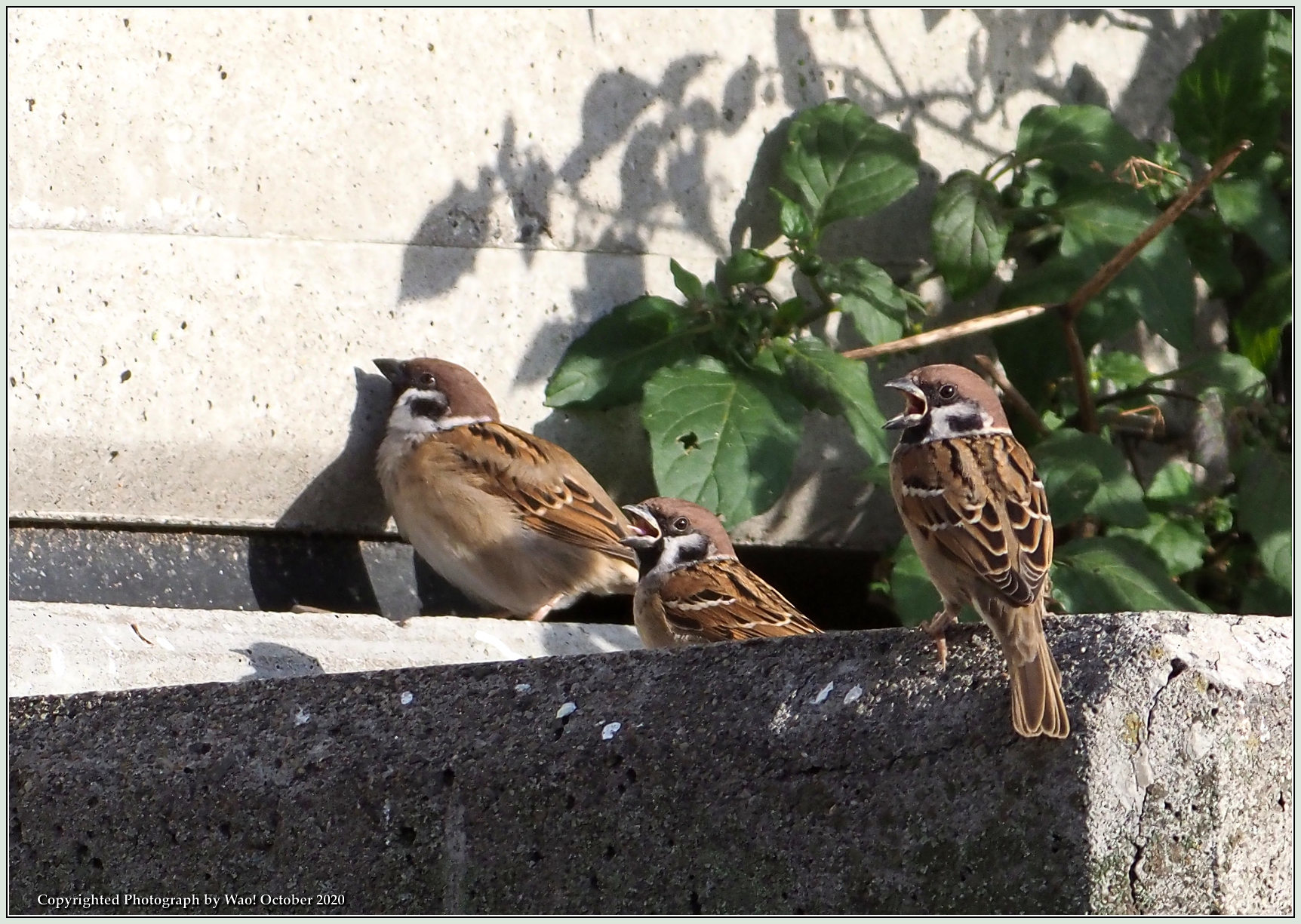 スズメの争い 遊び いじめ 野鳥の素顔 野鳥と日々の出来事