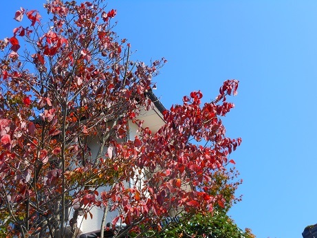 紅葉が始まっている_e0175370_21584166.jpg