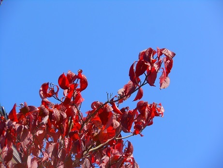 紅葉が始まっている_e0175370_21585142.jpg