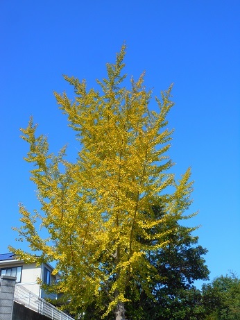 紅葉が始まっている_e0175370_21590612.jpg
