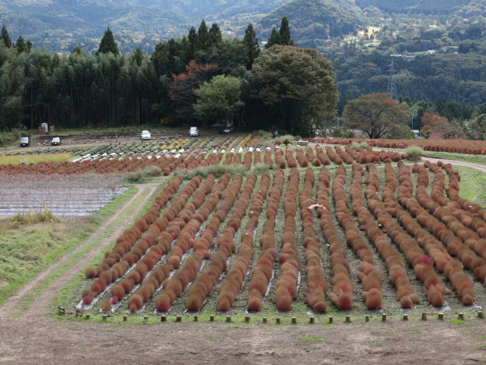 花畑 の 伊賀 野