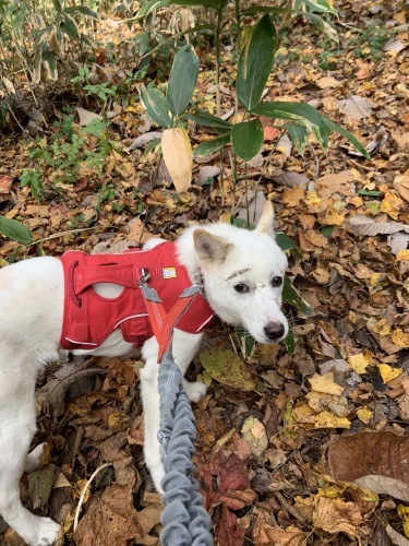 ◎裏三角山に笑いの犬神降臨っ◎