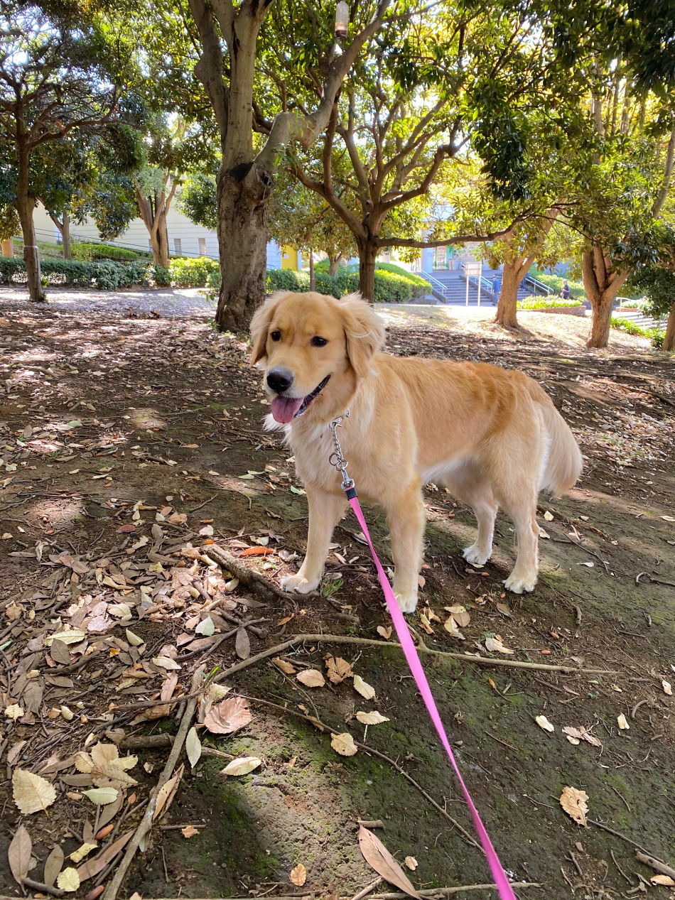 根岸森林公園をお散歩 ハナ ララとお散歩