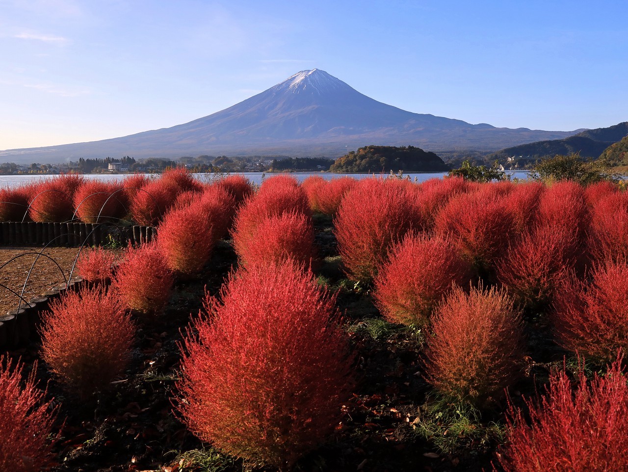 もふもふの紅葉コキアが見頃でした 富士山大好き 写真は最高