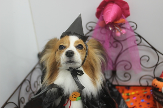 10月28日ご来店のワンちゃんです!!_b0130018_19580528.jpg