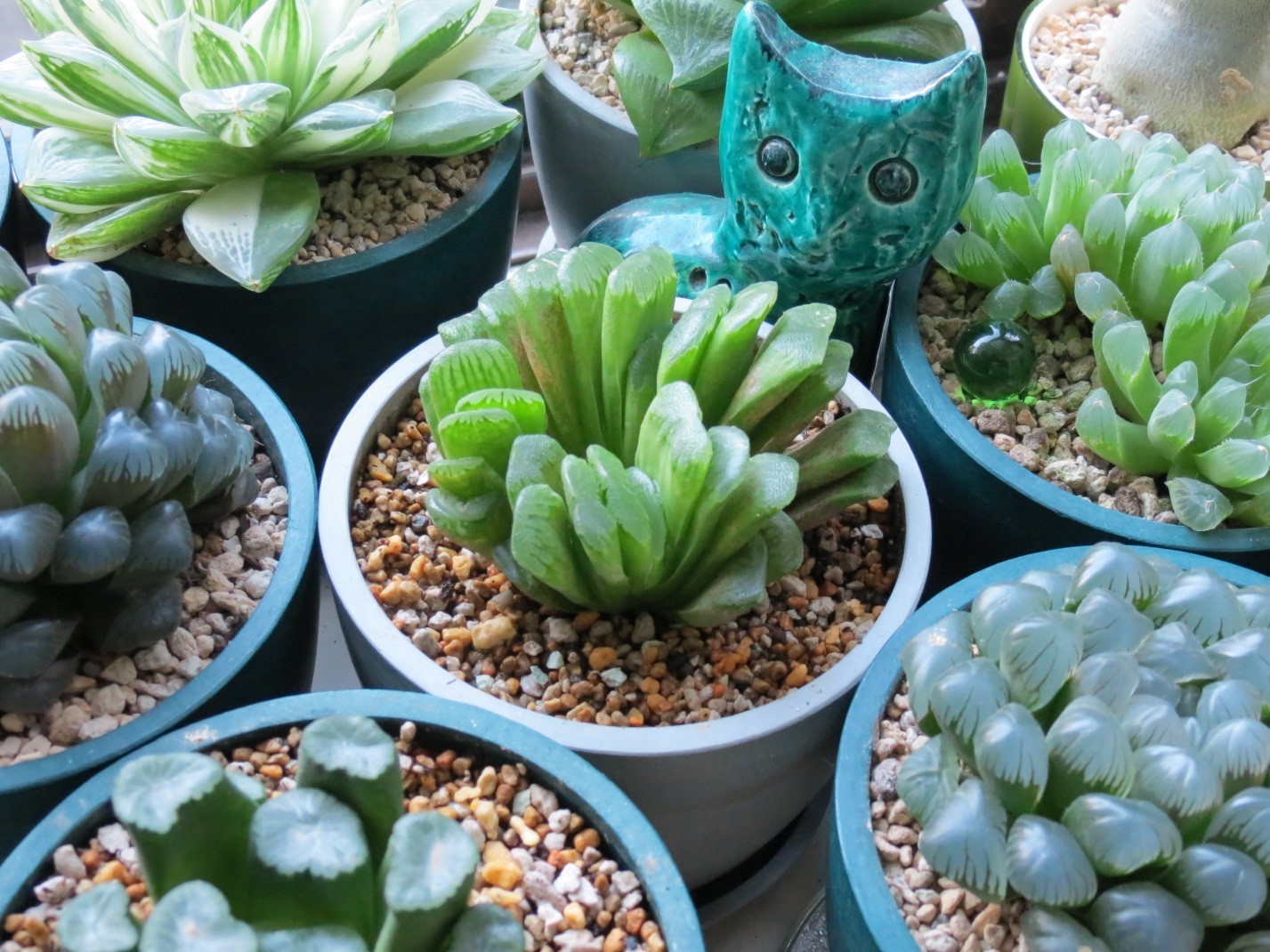 ハオルチア グリーン玉扇 の植え替え あるまじろの庭 ハオルチア グリーン玉扇 の植え替え あるまじろの庭