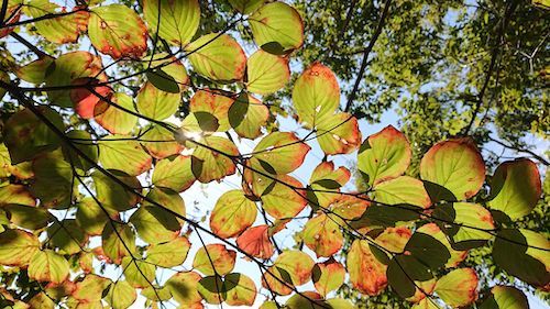 年11月1日 展望台下の枯れ木を２本処理 こうのす里山くらぶ