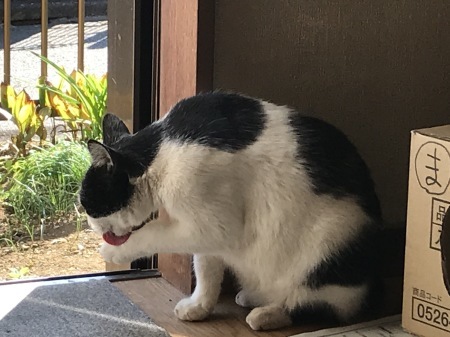 まるのお口エチケット_a0136671_06051929.jpeg