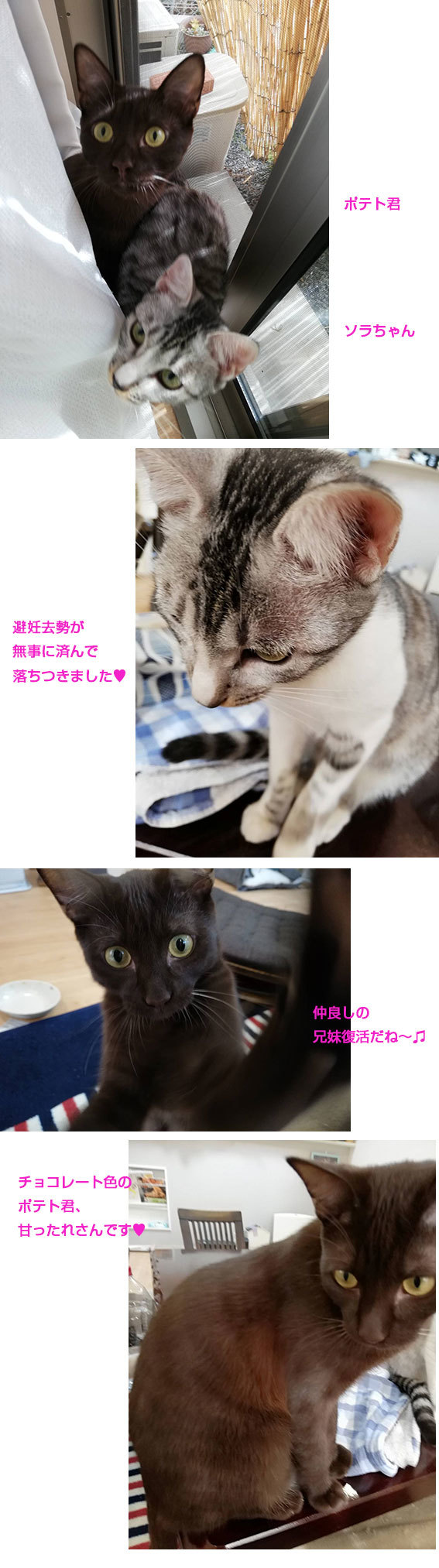 健のまわりの猫団子&インスタ映えするホウレンソウ&ソラとポテト通信