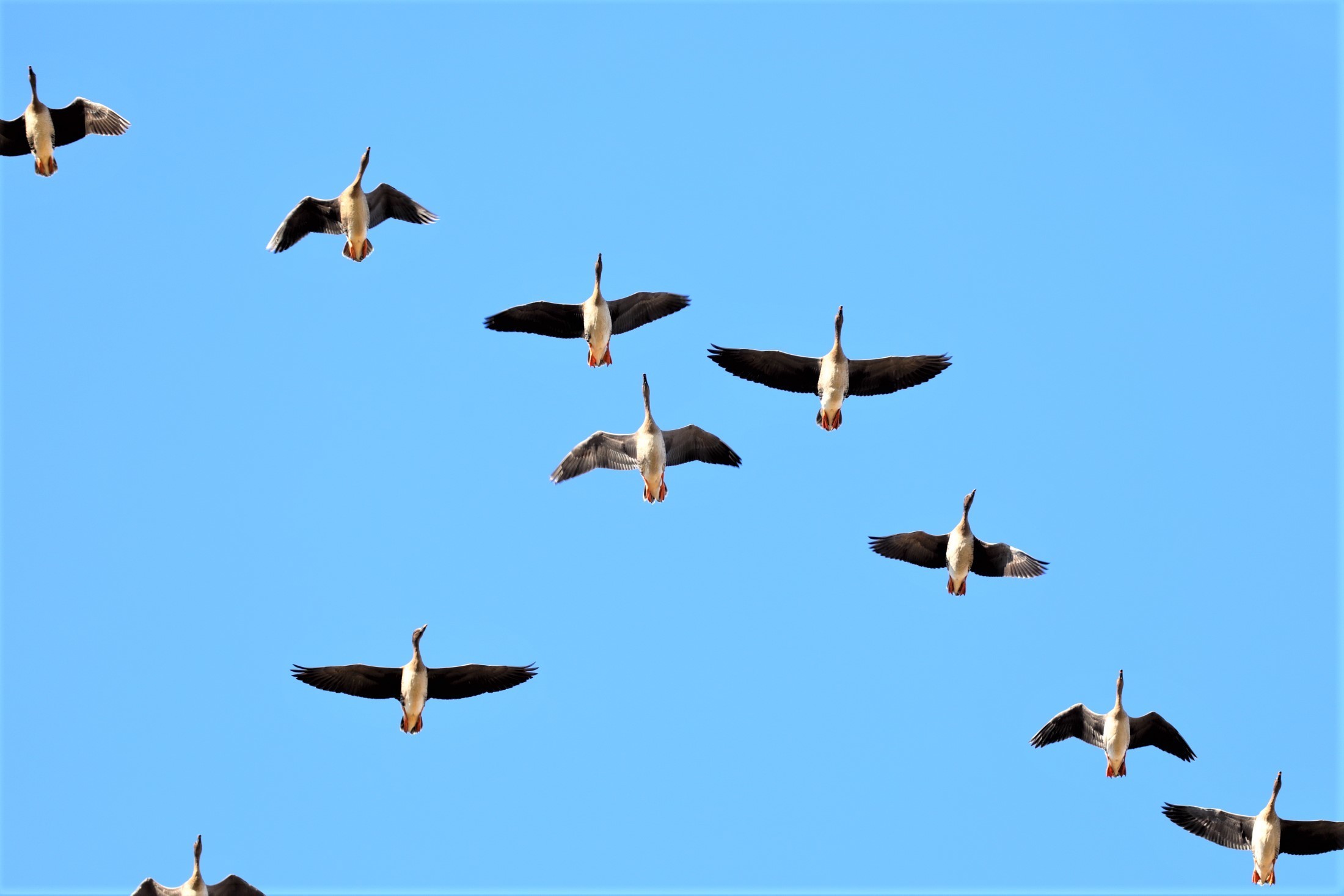 空をイメージする鳥 空を飛ぶ鳥[22879000577]の写真・イラスト素材｜アマナイメージズ