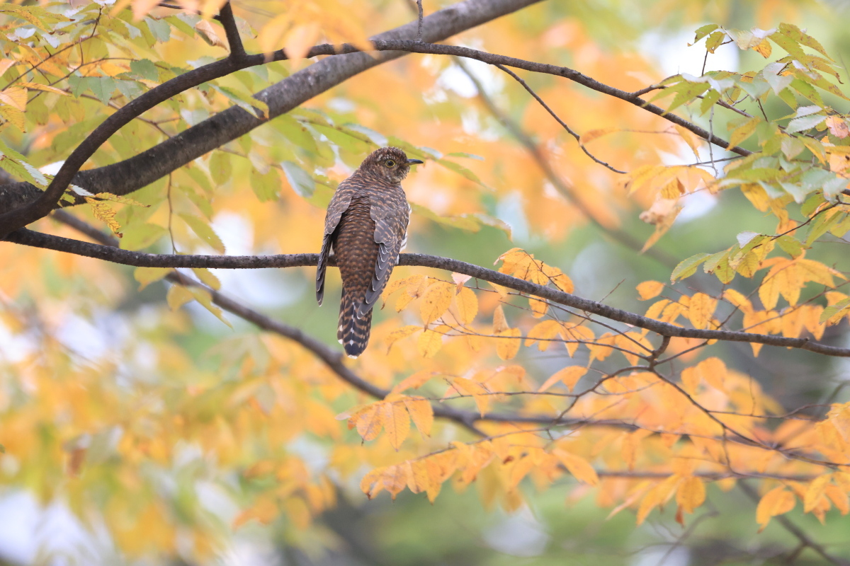 カッコウの幼鳥 ? 　⑤ 秋色の公園で_f0369315_22541052.jpg