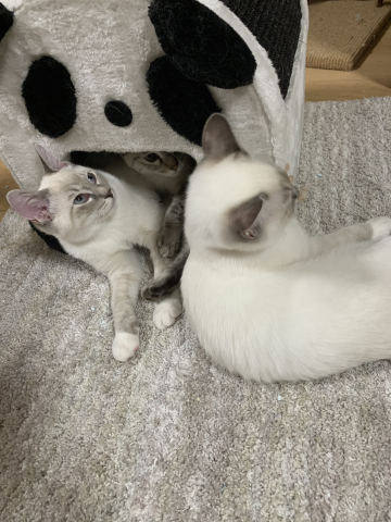皆と思いっきり遊んだ週末でした。_b0340621_15263743.jpg