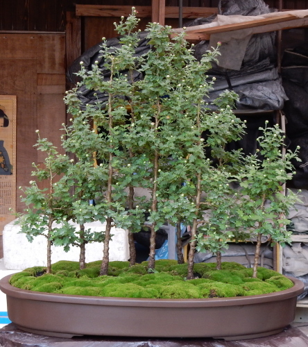 盆栽菊を楽しむページ 盆栽菊を楽しむページ