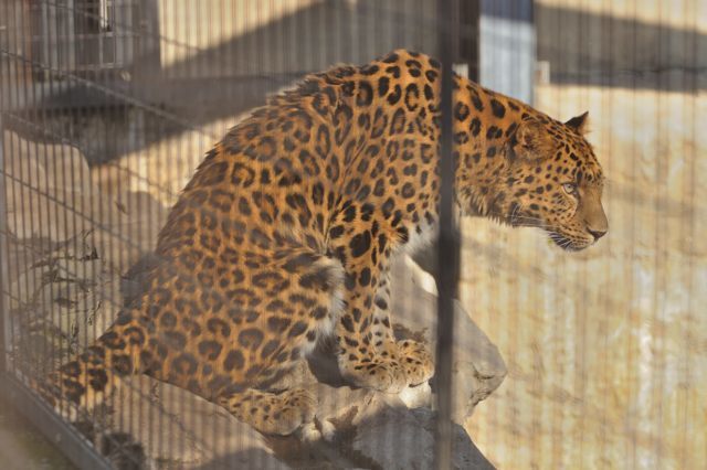 もうじゅう館のヒョウの仲間2種 蜜蜂的写真日記 もうじゅう館のヒョウの仲間2種 蜜蜂的写真日記